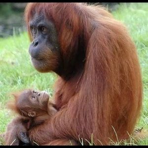 Meet your Posher, Grimm